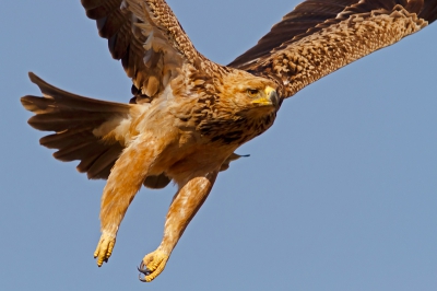 Deze vogel liet zich erg makkelijk benaderen. Na een aantal foto's gemaakt te hebben terwijl hij op de tak zat vetrok hij vlak over mijn hoofd.