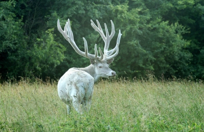 Hierbij mijn laatste opname van herten in het Deense Kroondomein voor op birdpix. De foto is technisch niet bijzonder of zo, maar het blijft apart om een wit hert (geen albino!) te ontmoeten. Ze zijn in 1737 uit Wurtemberg geimporteerd en er lopen nu verscheidene witte exemplaren, zowel vrouwelijk als mannelijk en zowel dam- als edelhert, rond.
