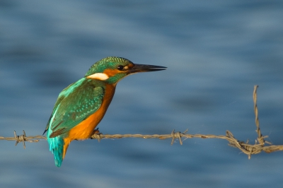 Gisteravond zaten we in de vogelhut aan de Kraaijenbergse Plassen (bij Cuijk) en na een paar uur al daar te genieten van de ganzen, futen, eenden, casarca, reigers etc. kwam er ineens een ijsvogeltje voorbij vliegen en ging voor minder dan 20 seconden even zitten....
