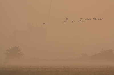 Vanochtend vroeg uit bed, deed wel wat pijn maar de beloning was er. Mooi licht en mist. Twee verschillende foto's. De een wat vroeger en met de (zwakke) zon mee, de ander wat later en bijna recht tegen de (al wat fellere) zon in. Verschil in sfeer en kleur is groot. Hier de donkere ganzen.