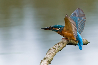 Mijn aller eerste geslaagde ijsvogel opname, waar ik bijzonder trots op ben. Er kwam zelfs nog een tweede ijsvogel op de bekende tak zitten.

Voor de hele ijsvogel reeks kan je een kijkje nemen op me blog.

http://rvdaalen.blogspot.com/