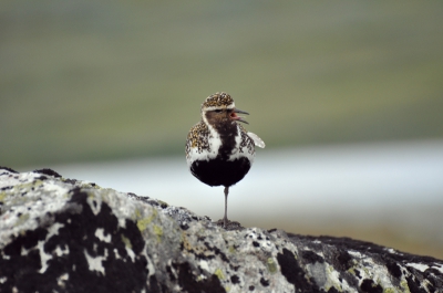 Deze goudplevier kwam ik in het natuurgebied Hardangervidda in Noorwegen tegen. Zijn 'vrouwtje" met jongen zat verderop. De zon was helaas net weg op het moment v/d opname. Gemaakt met nikon d90 en tamron 70-300 lens.