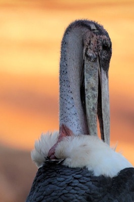 Tijdens het ontbijt in de Serene Kiliguni Lodge kwam deze Marabou Stork vlak bij het restaurant zitten. Ik ben toch maar even van tafel gelopen om deze "prachtige vogel" vast te leggen.