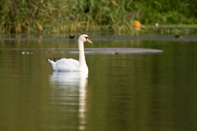 De dag nadat ik mijn canon 300mm had gekocht moest ik hem gaan uittesten!
Ik ben errug tevreden met dit objectief, ik moet natuurlijk nog wat oefenen maar ik denk toch dat dit al de moeite is =)