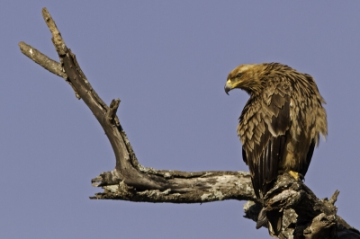 Deze vogel liet zich erg makkelijk benaderen. Na een aantal foto's vetrok hij vlak over mijn hoofd.
Deze versie op verzoek van Karel en Frank.