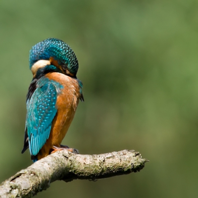 Af en toe brak de zon door. En dat kwam niet veel voor, deze zomer. Maar het verenkleed van de ijsvogel lijkt hierdoor haast wel licht te geven. Zou de ijsvogel al die fotografen in de observatiehut horen? Volgens mij wel. Zelfs bij het ordenen van de veren hield ie ons scherp in de gaten. Zelf ben ik ook gecharmeerd van de kleurschakeringen in de achtergrond; door de kleinere sensor en de kortere brandpuntsafstand is de achtergrond niet egaal groen geworden, maar gemarmerd.