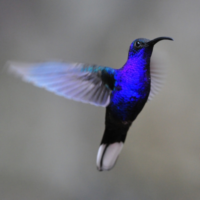 De grootste meest opvallende kolibri gezien in Costa Rica. 
Deze vloog af op een feeder