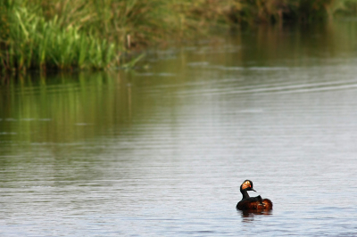 Een van de sierlijkste watervogels die nederland kent wat mij betreft, ik had geluk dat hij vrij dichtbij bleef.