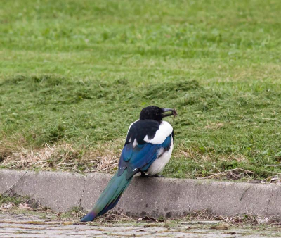 ineens zag ik ze zitten en ze bleven  wachten op me.
dus de kans genomen om ze vast te leggen.