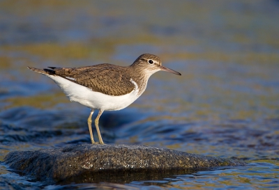 Oeverloper oefent als Steenloper....

Ik moet nog steeds m'n foto's van Lesbos uitwerken. Ik heb nog zo'n 15 soorten te gaan en probeer de draad weer op te pakken.
Midden in de rivier ging deze Oeverloper op een steen zitten terwijl ik er al stond met de lens in de aanslag.