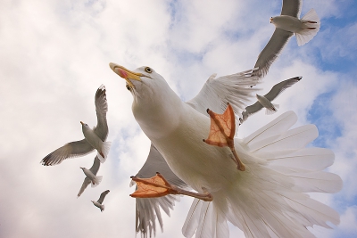 Een wide angle kan blijkbaar ook een aantrekkelijk landingsplek zijn . Deze zilvermeeuw was geinteresseerd in het brood van de schipper en ik was meeuwformaties boven m'n hoofd  aan het fotograferen toen de meeuw de landing inzette. Ik schrok en trok de lens weg gelukkig net na het afdrukken .