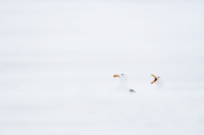 I called this picture "Man and Women". Funnily enough, I've noticed that the interpretation of which bird is the male and which is the female, greatly varies with the gender of the viewer ! :)