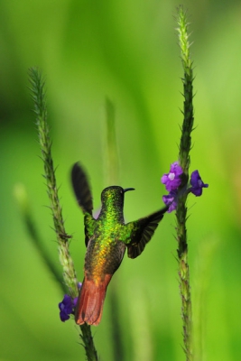 Op mijn buik liggend tussen de struiken bij onze lodge  lukte het uiteindelijk een acceptabele foto te maken van deze razendsnelle kolibri. Op zoek naar nectar had hij concurrentie van diverse vlinders en de even grote Banana Quit De bloementuin zorgde voor een sfeervolle achtergrond.