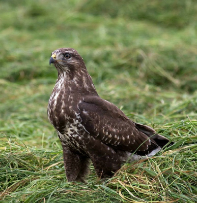 deze bleef mooi in het gemaaide gras even wachten op mij. zodat ik hem even kon vastleggen.