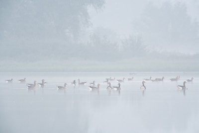's ochtends vroeg in de mist. wachten en hopen op leppelaars. maar de gansen zaten er ook leuk bij.

http://jeffreyjacobs.weebly.com