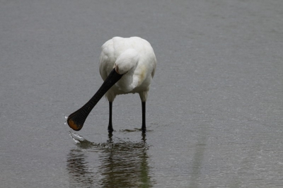 Deze Lepelaar kwam zijn voedsel wel heel dicht voor de hut zoeken.
Ik vond het wegslaan van het water met de snavel wel mooi op deze foto.