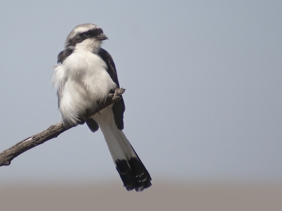 Nog een andere compositie van dezelfde vogel die ik enkele weken geleden plaatste. Ik was blij dat ik hem eindelijk voor de lens kreeg.