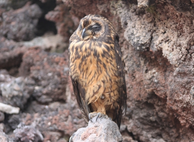 Deze vogel zat muisstil langs een paadje op Genovesa, een groot deel van ons groep was er al langs gelopen voordat ik hem zag. Velduilen op Genovesa zijn overdag actief, ze eten stormvogeltjes die ze vangen bij de nestingangen, omdat er op dit eiland geen kleine zoogdieren voorkomen.
