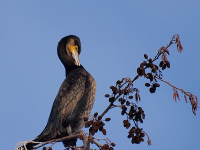 Deze foto is nog afgelopen winter. Er zitten dan altijd veel aalscholvers in de bomen achter m'n huis.