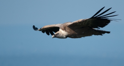 In de Extremadura kwamen de gieren vaak erg dichtbij, waardoor je regelmatig mooie foto's kon maken! Het blijven indrukwekkende beesten die vale reuzen!