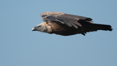 Deze vale gier kwam bijna op ooghoogte langsvliegen, waardoor ik deze plaat kon schieten. Hoewel ik vaak last had van dat keiharde licht, viel het gelukkig bij deze foto wel mee.