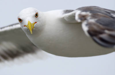Op de boot van Texel naar Den Helder ontmoette ik deze meeuw.