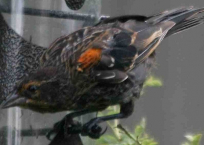 Genomen in het Rotarynatuurgebiedje aan het Okanoganmeer.
Zittend op een kolibrivoerbakje.