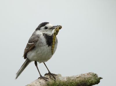 Macrofotgrafie vind ik ook leuk om te doen en dus altijd zonde als er een mooie libel zo verdwijnt.
voor het plaatje vond ik het wel mooi