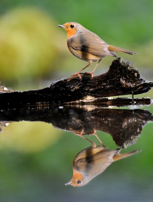 is toch best mooi zo,n roodborst met een spiegeling?