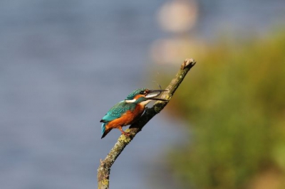 De ijsvogel bij de oelemars.
Na drie uur in de hut te hebben gezeten met de camera op de rijstzak kwam de ijsvogel eindelijk, hij ging even jagen. Toen kwamen er mensen in de hut met veel kabaal en weg was hij.