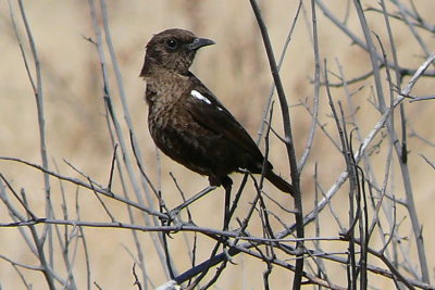 Deze foto gemaakt in het westelijk deel van de Kalahari. De vogel is ook op de rug bruin.