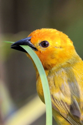 Een close-up van de Golden Palm Weaver (vrouwtje)gemaakt in de tuin van ons hotel in Mombassa. Heerlijk een paar uurtjes op een bankje gezeten en naar deze vogel(s) gekeken. Da's genieten.