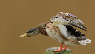 reed gisteren langs een vaart aldaar. en zag dat het water gewoon bruinig was. wilde daarom voor deze eend graag even stoppen om te zien hoe de combi met die achtergrond eruit zou gaan zien.  ben er zeker tevreden mee. moest half uit de hand en om een 500ste (en wilde naar de f8)te halen moest de iso redelijk omhoog.