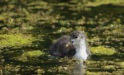 Een koeten paartje had een nest in de vijver.
Iedere dag kwam ik daar langs en heb met regelmaat een aantal foto's gemaakt.