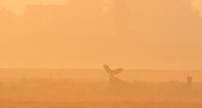 Prachtige zonsopkomt. Veel mist en een landende buizerd. Verschillende mooie foto's kunnen maken die ochtend.