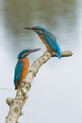 Hier nog maar een opname van de ijsvogel. Ditmaal met zijn 2-en. Het blijken dus nog jonge dames ijsvogels te zijn. Wat een bijzondere ontmoeting. Prachtig om in het echt te zien, en helemaal om vast te leggen.

De hele reeks van deze ijsvogels is te zien op mijn blog:
http://rvdaalen.blogspot.com/2011/09/de-ijsvogel-alcedo-atthis.html

Groeten en alvast bedankt voor jullie reactie.