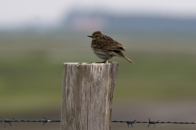 Saai vogelweer en weinig vogels, dan richt ik me al snel op wat er wel is, n.l.  een graspieper. Bleef naast de auto mooi zitten.