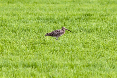 deze wulp mooi helder in het vers bemeste grasland hier zitten af en toe een aantal tussen de diverse meeuwen. lastig om ze vast te leggen in het open veld.