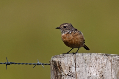 Vandaag voor het eerst erop uit getrokken met de nieuwe lens: Sigma 120-300mm f/2.8 EX DG OS HSM ; canon 2x II converter ; canon 50D