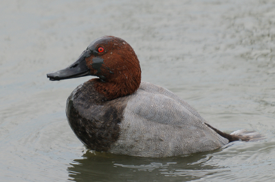 Ik heb me vandaag vermaakt met deze Tafeleend, die druk aan het duiken was en dan weer als een badeendje boven water plopte, z'n kop nog zwart van de modder.