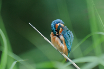 het was weer een drukte van belang bij ons geliefde vogeltje. Ik wilde nu eens een ander plaatje dan het meest gefotografeerde takje van nederland, en dit is het resultaat.