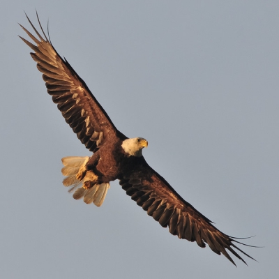 Gemaakt tijdens de ondergaande zon bij Lake Quinault in het Olympic National Rain Forest te Washington US. In een prachtige glijvlucht vloog deze van een van de gigantische naaldbomen (50 m) af. Gemaakt met de 300mm F4 met 1.7TC vanaf een monopod.