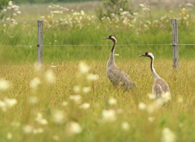 Op weg naar het Takern meer zag ik deze kraanvogels. Vind hier de omgeving mooi tot zijn recht komen. Jammer van die paaltjes, maar die stonden er nu eenmaal. Later kwam het jong ook nog in beeld, foto hiervan komt later nog. Ze zijn wel erg schuw zeg die kraanvogels.