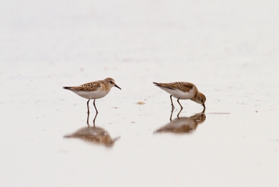 Na een langetijd afwezigheid i.v.m. werkdrukte op de zaak eindelijk weer wat tijd vrij kunnen maken om weer eens wat foto's te kunnen maken. 

Op het strand bij ouddorp zit het vol met strandlopertjes. De gehele middag vertoeft en kon goed dichtbij komen. Deze foto kunnen maken. Zat te twijfelen tussen Drieteen of Kleine strandloper. Toch voor de Kleine strandloper gekozen i.v.m. het kleinere formaat t.o.z.v. de Drieteen, mocht het toch de drieteen zijn, hoor ik het graag.