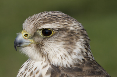 Roofvogelshow in Apeldoorn. Mijn eerste roofvogelshow. Foto's zijn gemaakt met de 100-400.