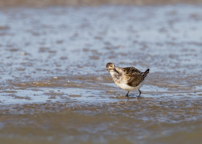 Na een langetijd afwezigheid i.v.m. werkdrukte op de zaak eindelijk weer wat tijd vrij kunnen maken om weer eens wat foto's te kunnen maken. 

Op het strand bij ouddorp zit het vol met strandlopertjes. Twee uurtjesd vertoeft en kon goed dichtbij komen. Deze foto kunnen maken. Zat te twijfelen tussen Drieteen of Kleine strandloper. Toch voor de Kleine strandloper gekozen i.v.m. het kleinere formaat t.o.z.v. de Drieteen, mocht het toch de drieteen zijn, hoor ik het graag.