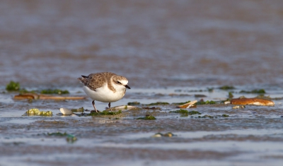 Tussen de drukte met drieteenstrandlopers bij Ouddorp, ook een aantal strandplevieren weten vast te leggen. Dit is er n van. Tevens ook mijn eerste.