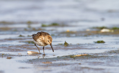 wat je allemaal in twee uur tijd allemaal voorbij ziet komen. Eerste kleine strandlopers, dan strandplevieren en dan ook nog Bonte strandlopers.