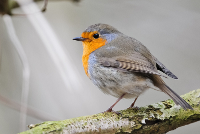 Een van de eerste foto's met mijn D300 en 300mm op een terrasje in de Kennemerduinen. Dit niet al te schuwe roodborstje was bereid om te poseren,