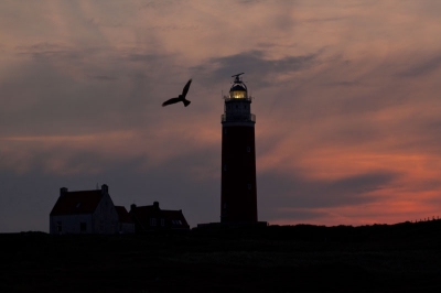 Een foto van even geleden. Ik was nog even foto's aan het terug kijken en kwam deze tegen. Ik vind het wel de moeite waard om te laten zien. Ik was die avond bezig om de vuurtoren met zonsondergang te fotograferen toen opeens een blauwe kiekendief het veld over vloog. Ik druk als een reflex mijn ontspanner in en probeer die kiekendief te volgen. Tot ik bedenk dat een landschapsplaat erg mooi zou zijn. Ik wacht dus tot de vogel precies op de juiste plek vliegt. Dat gebeurt niet meer hij verdwijnt uit het zicht. dan besef ik die ene klik nog die ik maakte en kijk op mijn camera terug en ik zie dat ik mijn foto heb...